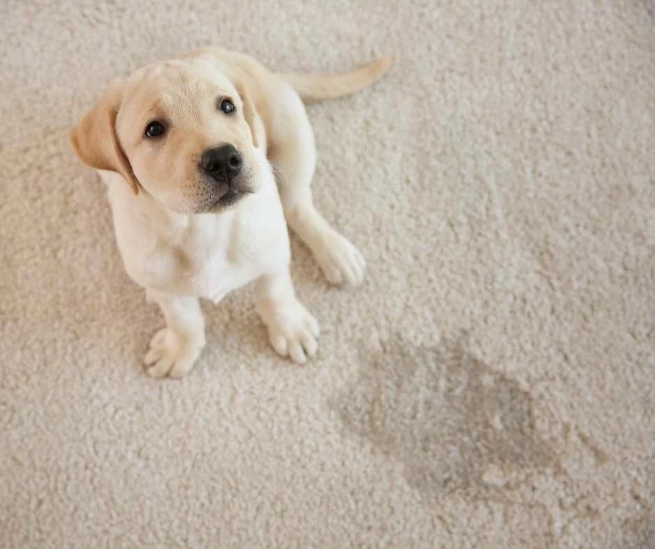 pet accident on carpet